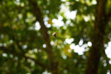 Aranha pequena