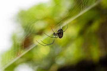Aranha grande © JohnB