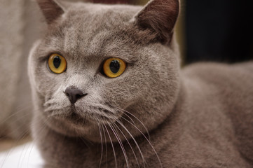 grey british shorthair blue cat with yellow eyes head portrait