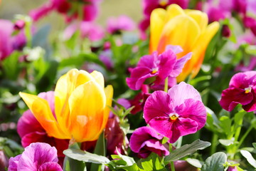 カラフルで可愛いチューリップ