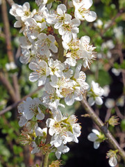 wild blackthorn blossom against a green spring background