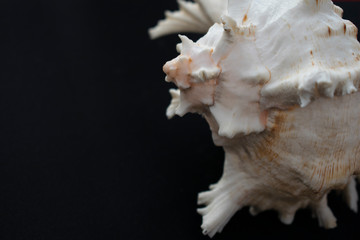 Wonderful spiral shell with unusual teeth on a black background.