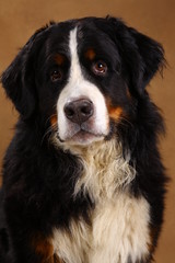 Bernese mountain dog sitting in studio on brown blackground and looking at camera