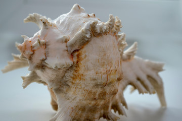 Wonderful spiral shell with unusual teeth on a white background.
