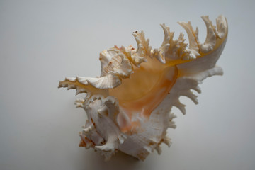 Wonderful spiral shell with unusual teeth on a white background.