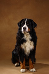 Bernese mountain dog sitting in studio on brown blackground and looking at camera