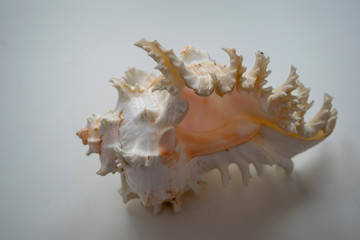 Obraz na płótnie Canvas Wonderful spiral shell with unusual teeth on a white background.