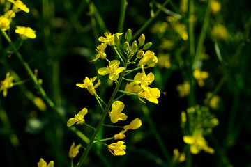 Rapsfeld im Frühling