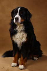 Bernese mountain dog sitting in studio on brown blackground and looking at camera