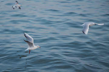 Single seagull flying with with sea as a background . Seagulls are flying above the sea, the sky is blue and cloudless .