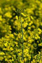 Rapsfeld im Fr&uuml;hling