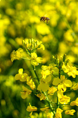 Rapsfeld im Frühling