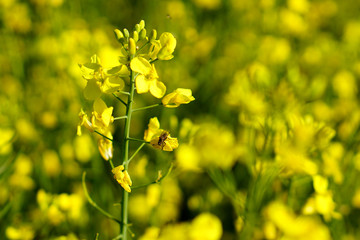 Rapsfeld im Frühling
