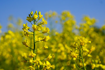 Obraz premium Rapsfeld im Frühling
