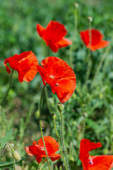 Flowers of wild red poppy among green field