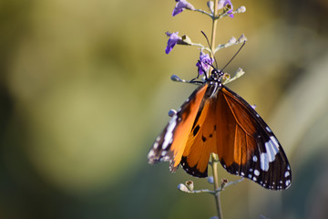 wallpaper Butterfly on flower bloom Close up park outdoor moth insect  pink flowers macro green plant background