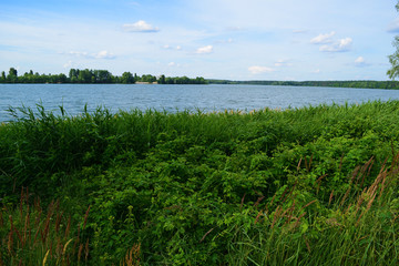 View through green plants on the lake. Summer landscape.
