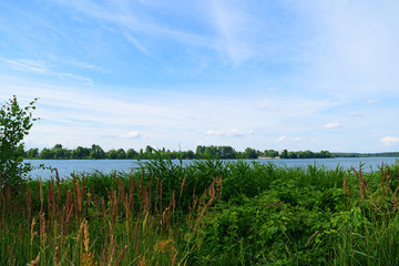 Obraz premium View through green plants on the lake. Summer landscape.