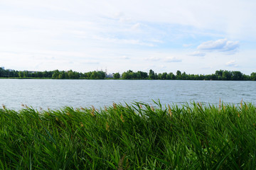 Fototapeta na wymiar View through green plants on the lake. Summer landscape.