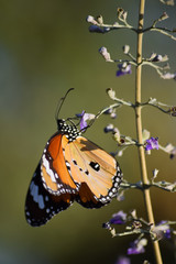 Butterfly on flower bloom plant leaf in garden close up, insect macro moth outdoor wallpaper background wildlife