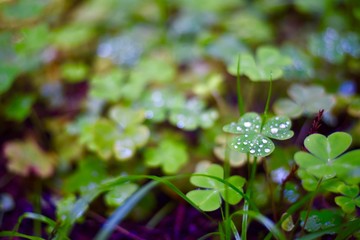 Morning dew gathered atop clover leaves on forest floor