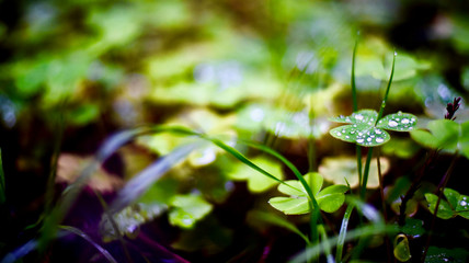 Morning Dew Droplets On Clover Leaves In Forest
