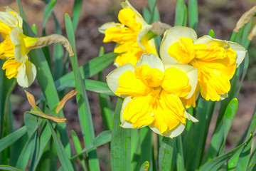 Narcissus genus monocotyledonous plants of the family Amaryllis