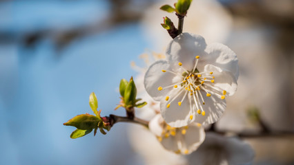 A branch of blossoming apricots against a blue sky