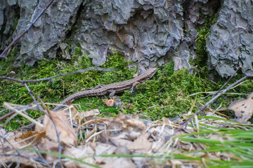 View of a small green lizard on a layer of moss near the tree trunk on the background of dry leaves and green grass