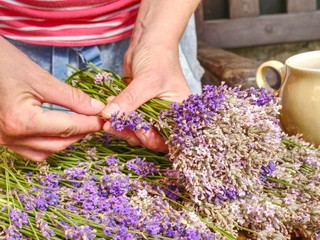 The young hands of gardener tie bundles with fresh lavender stalks.