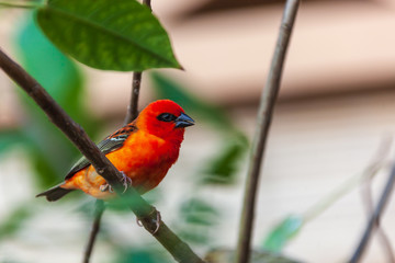 Bright Red Fody (Foudia madagascariensis) on a tree branch on the blurred natural background