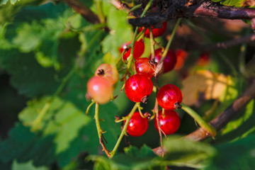 Red currant berries in the garden close-up