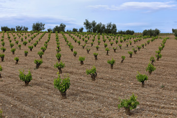 Fototapeta na wymiar Vineyard in spring with blue sky with clouds. Young vines