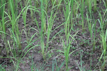 field of green small rice