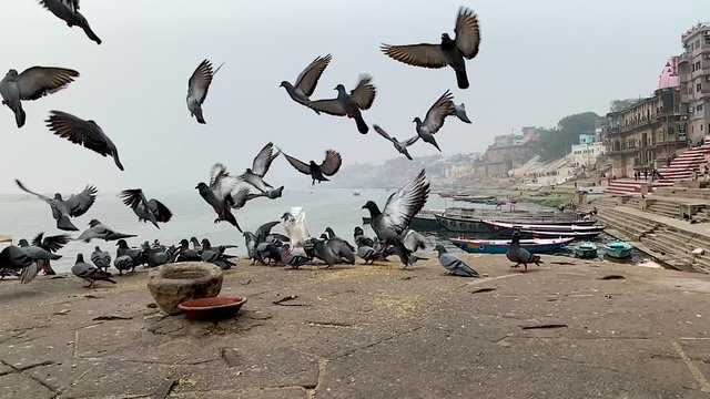 slow motion pigeons in group and flying up, tc01