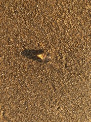 Golden sand with water drop