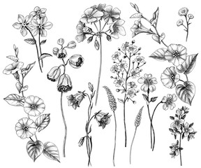 Hand Drawn Wild  Flowers Set