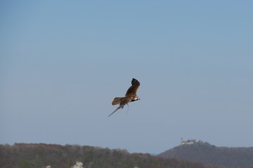 Falke im Flug