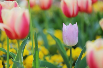 カラフルで可愛いチューリップが咲く公園