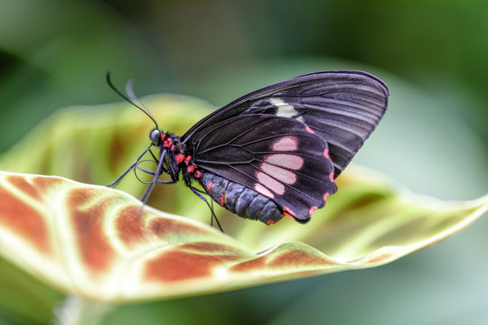 Cattleheart butterfly (Parides eurimeded mylotes) perched on a leaf. Rain Forest Exhibit in the Academy of Sciences in San Francisco.