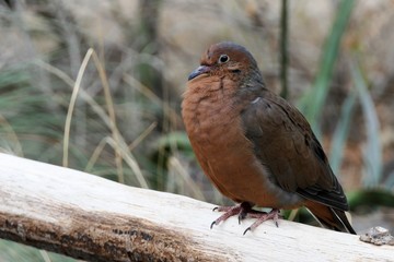 Socorro Dove, Zenaida Grayson, sitting on a branch