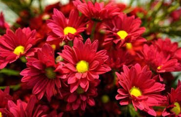 Bunch of red chrysanthemums on a blurred background