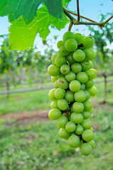 Green grapes on farms that will grow perfectly Ready to harvest