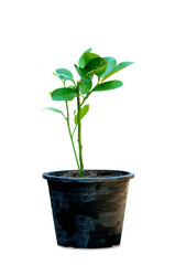 Cultivation of citrus branches in pots