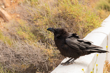 Common raven (Corvus corax) black crow