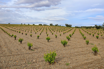 Fototapeta na wymiar Vineyard in spring with blue sky with clouds. Young vines