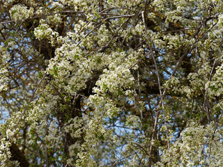 Cerisier aigre ou griottier en fleurs (Prunus cesarus)  