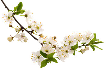 Flowering branch of cherry.