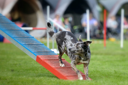 Hund steht auf der Kontaktzone eines Aglility Stegs, die Vorderpfoten im Gras