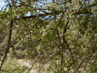 Prunus cesarus - Floraison printanière du cerisier aigre ou griottier